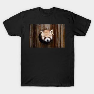 Little Panda / Swiss Artwork Photography T-Shirt